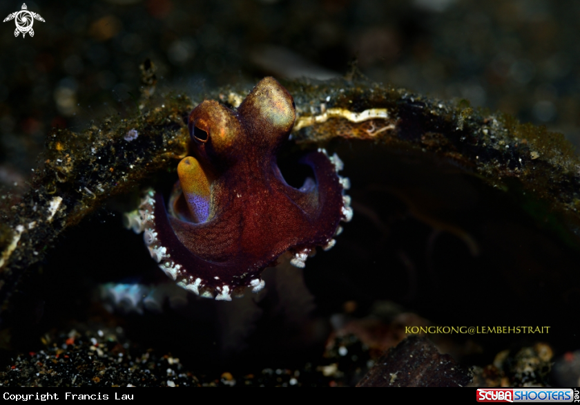 A Octopus