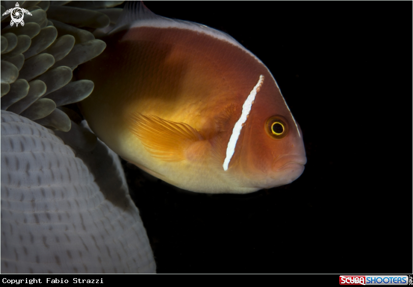 A Anemone fish