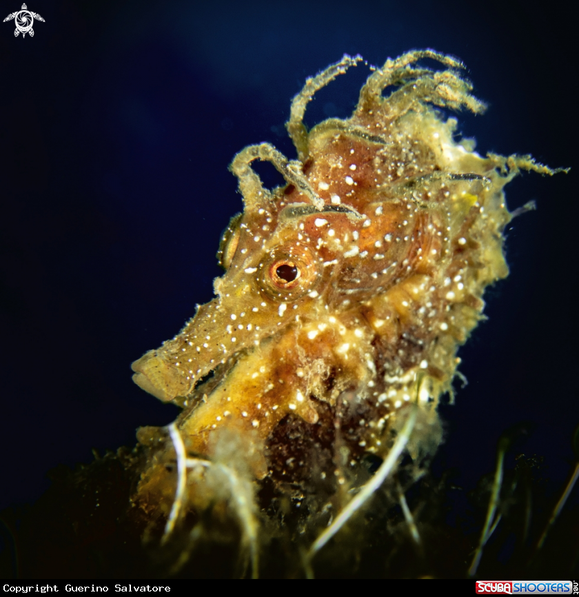 A Hippocampus