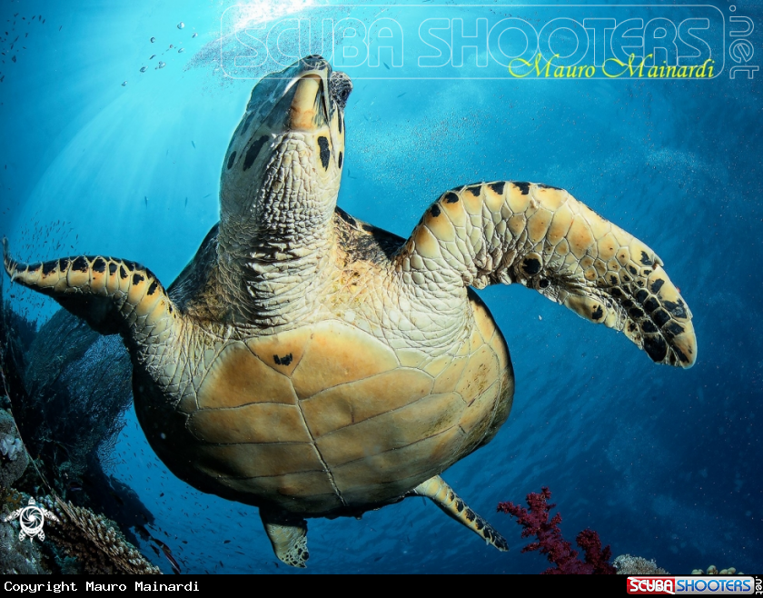 A Turtle