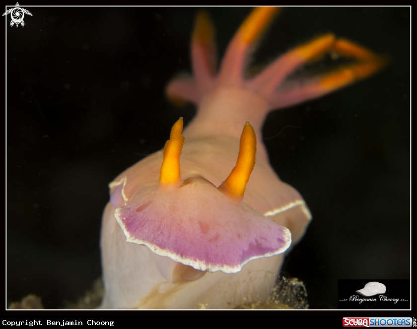 A Bullock's Hypselodoris