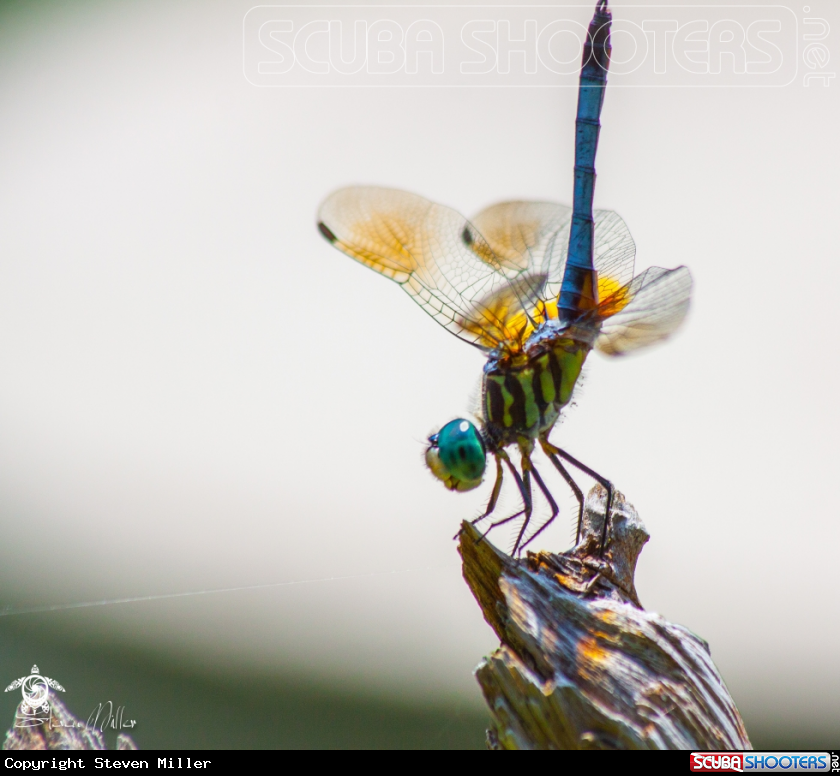 A Dragonfly