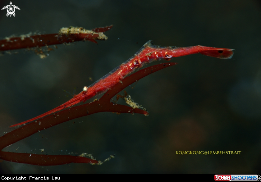 A Tozeuma Shrimp