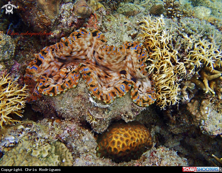 A Giant clam