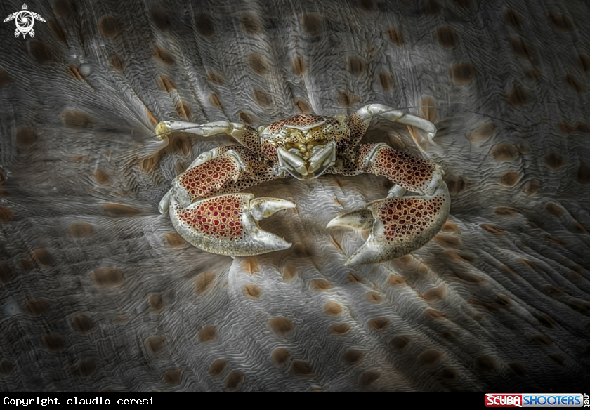 A porcelain crab