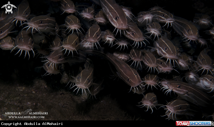 A Eel CatFish