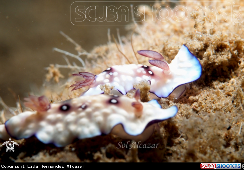 A nudibranch