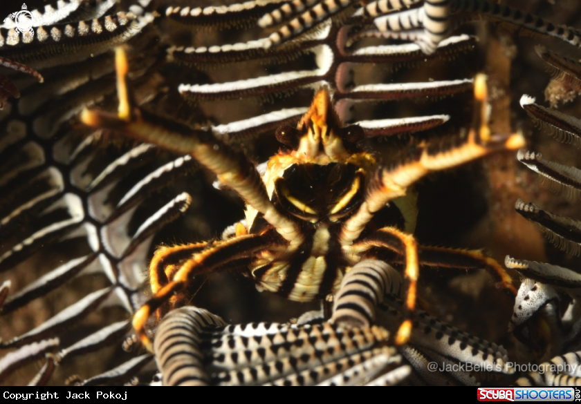 A Elegant Squat Lobster