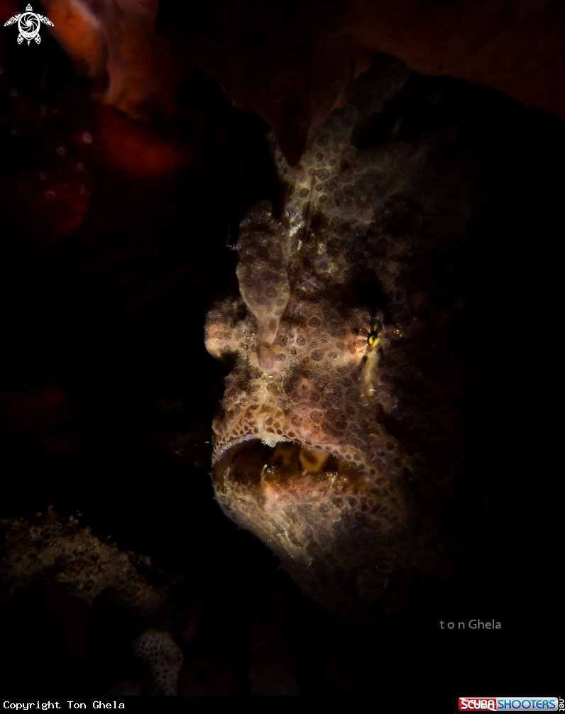 A Frog Fish