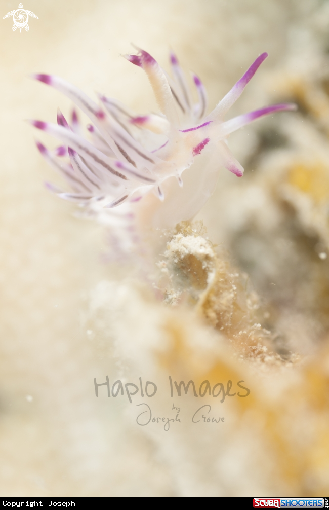 A red line flabellina 