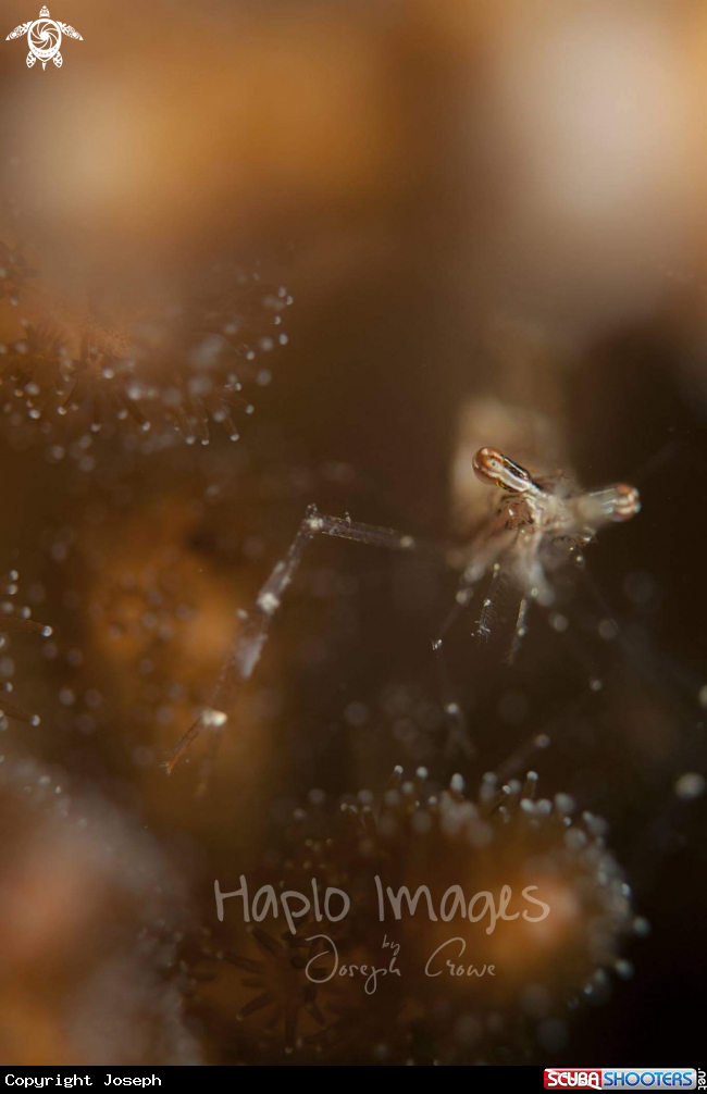 A ghost shrimp 