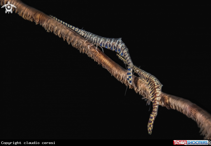 A Tozeuma armatum 