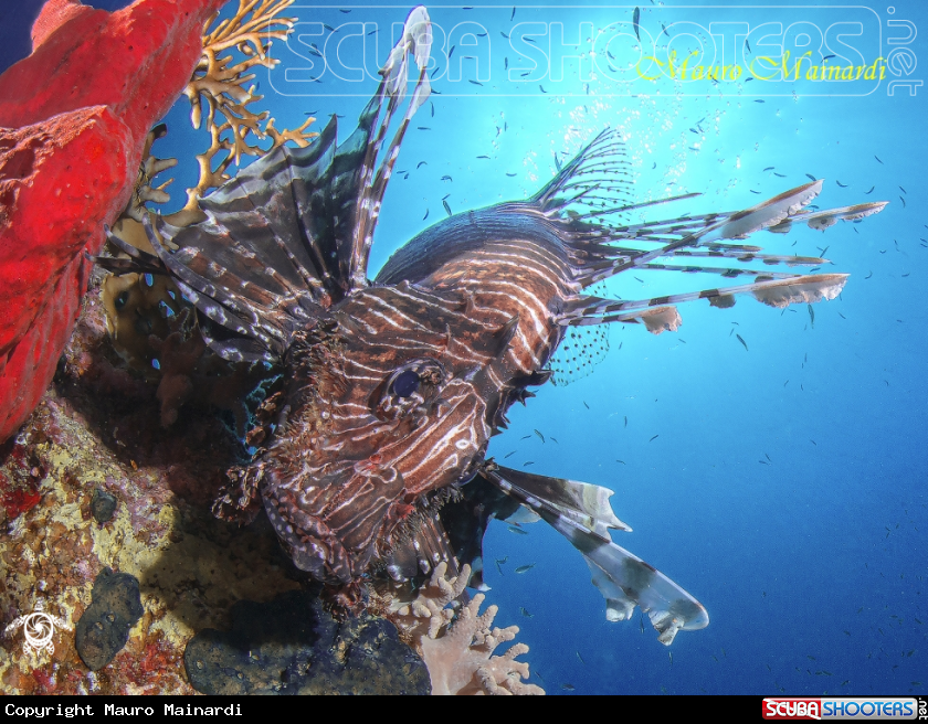 A Lionfish