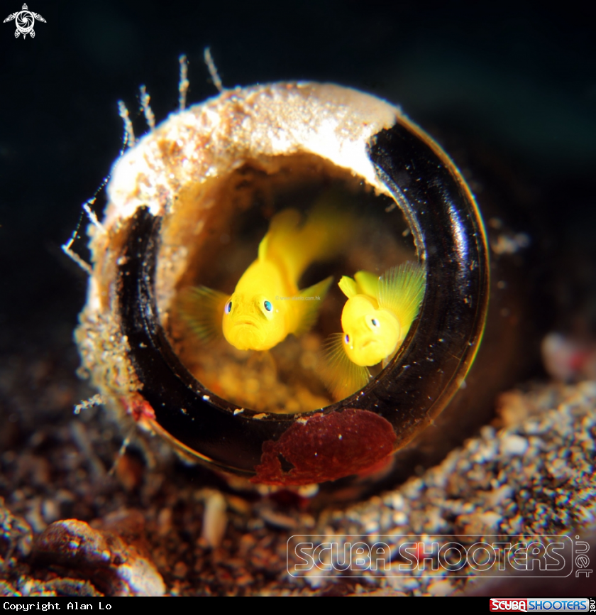 A yellow goby