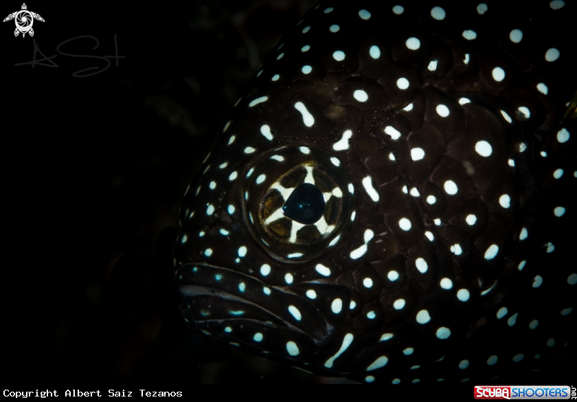 A Comet Fish