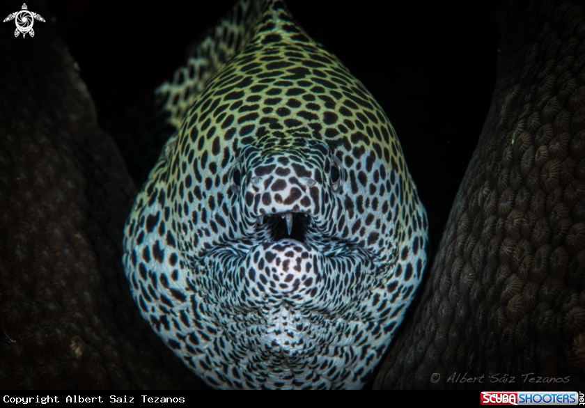 A Honeycomb Moray Eel