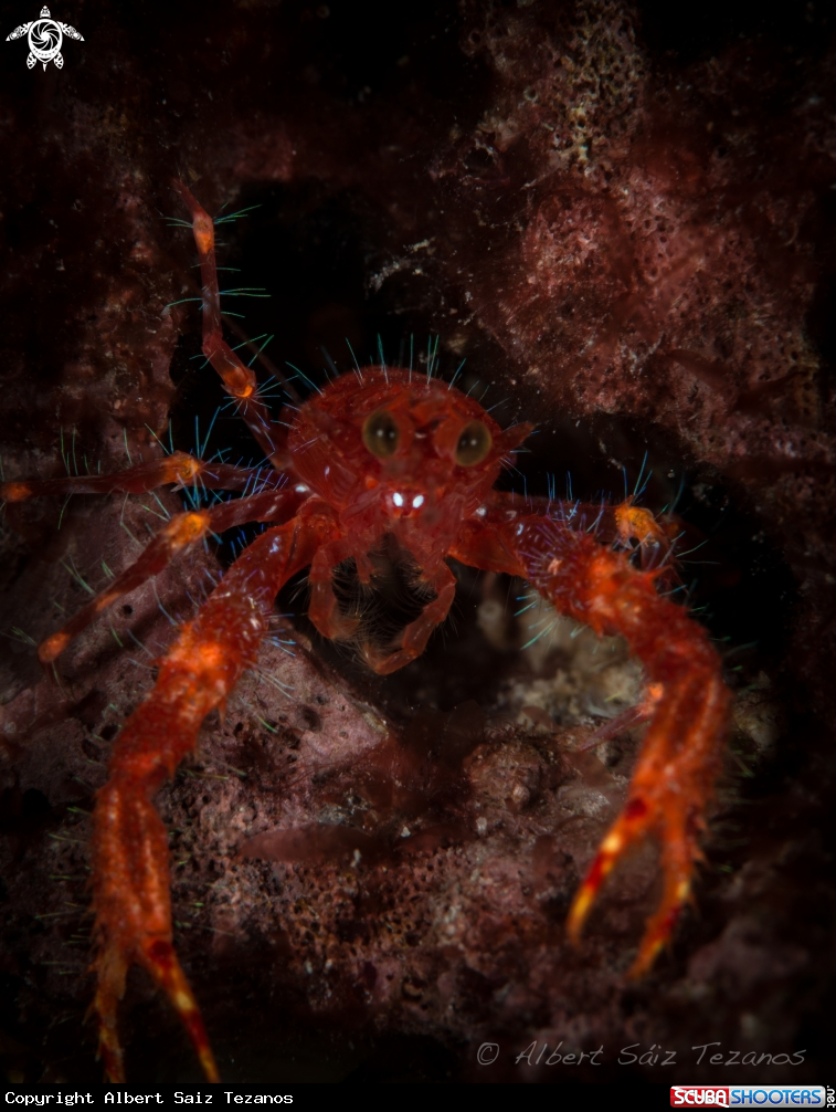A Squat Lobster