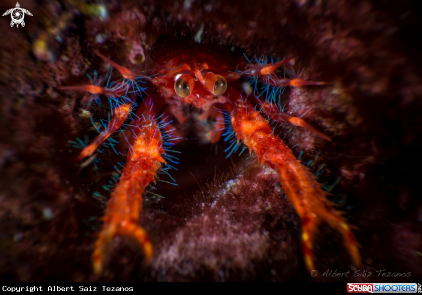 A Squat Lobster