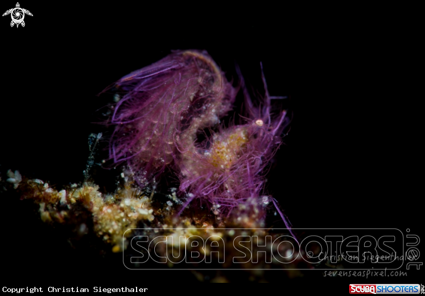 A Hairy shrimp sp.
