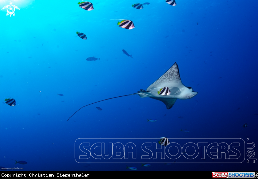 A Eagle Ray