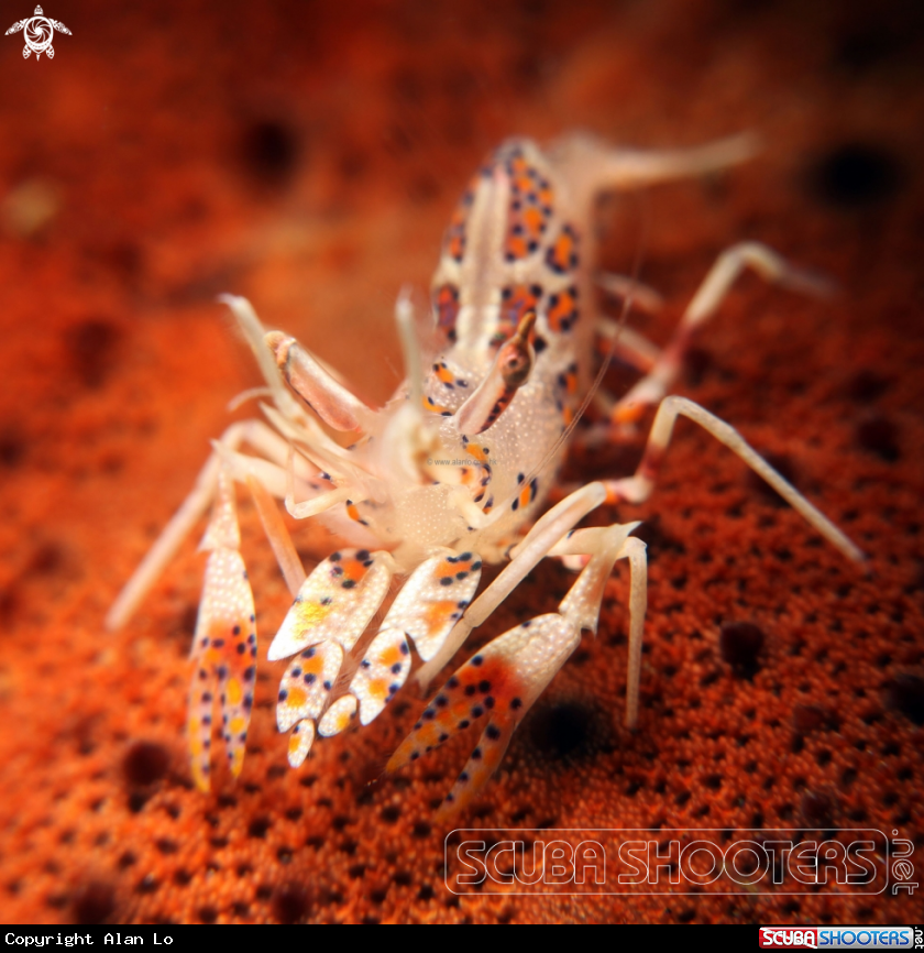A tiger shrimp