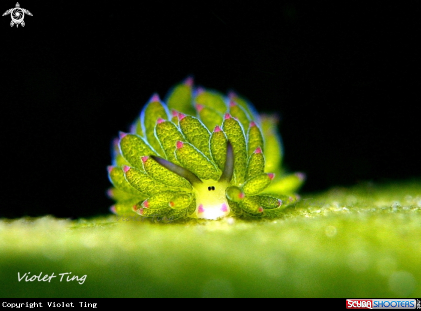 A Nudibranch