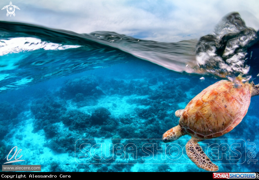 A Green sea turtle