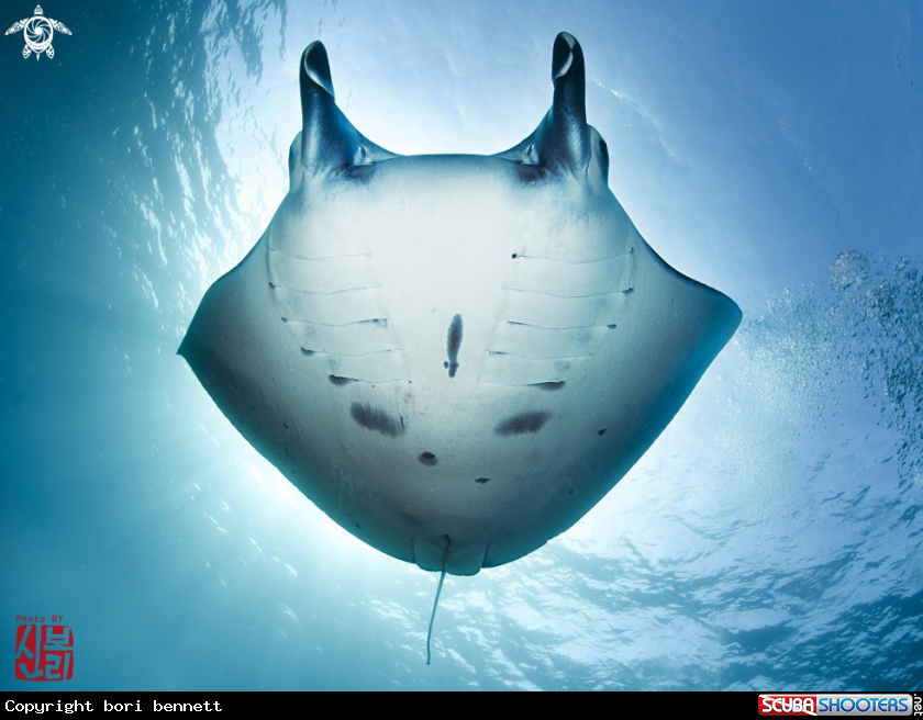 A Manta ray