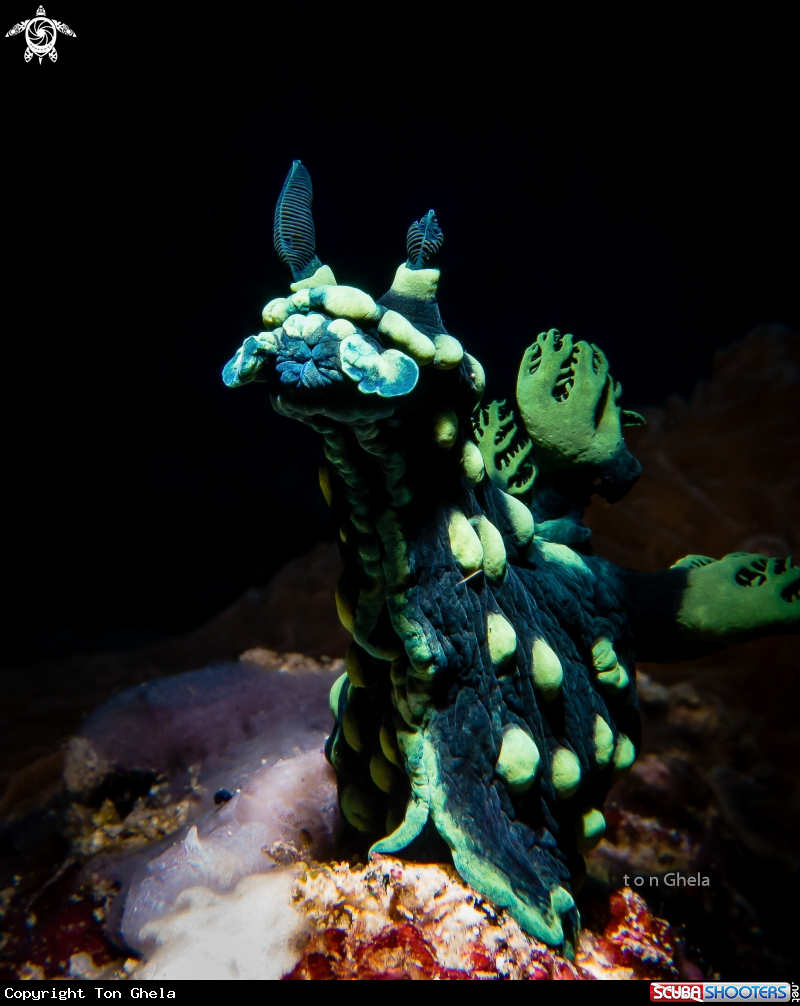A Nudibranch