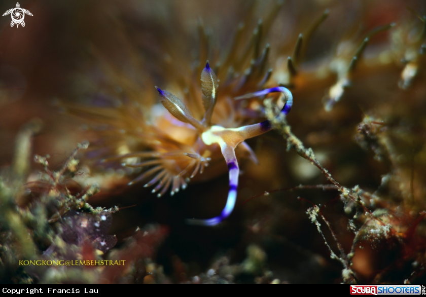 A Nudibranch