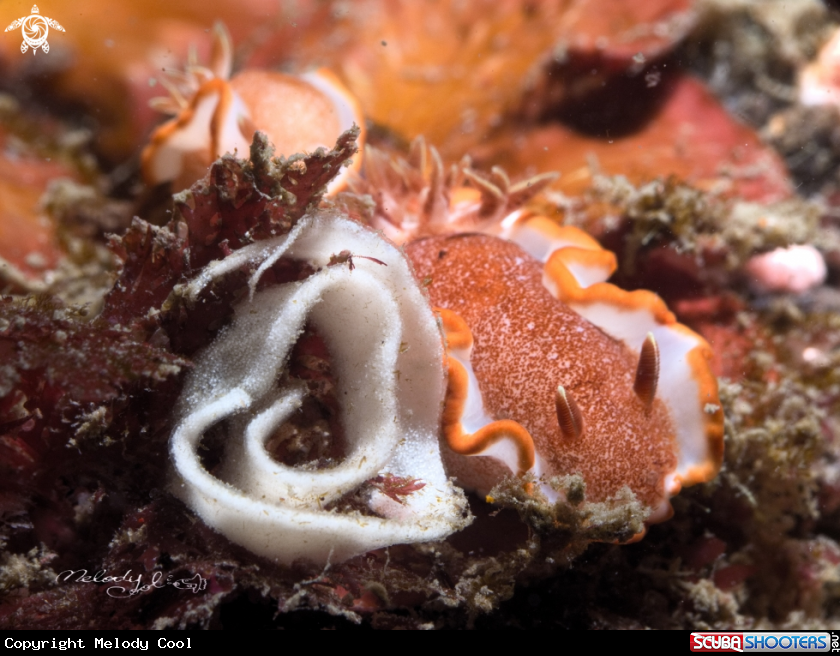A Nudibranch