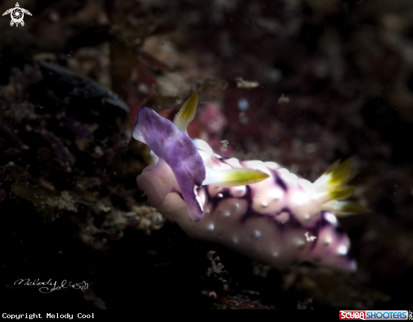 A Nudibranch