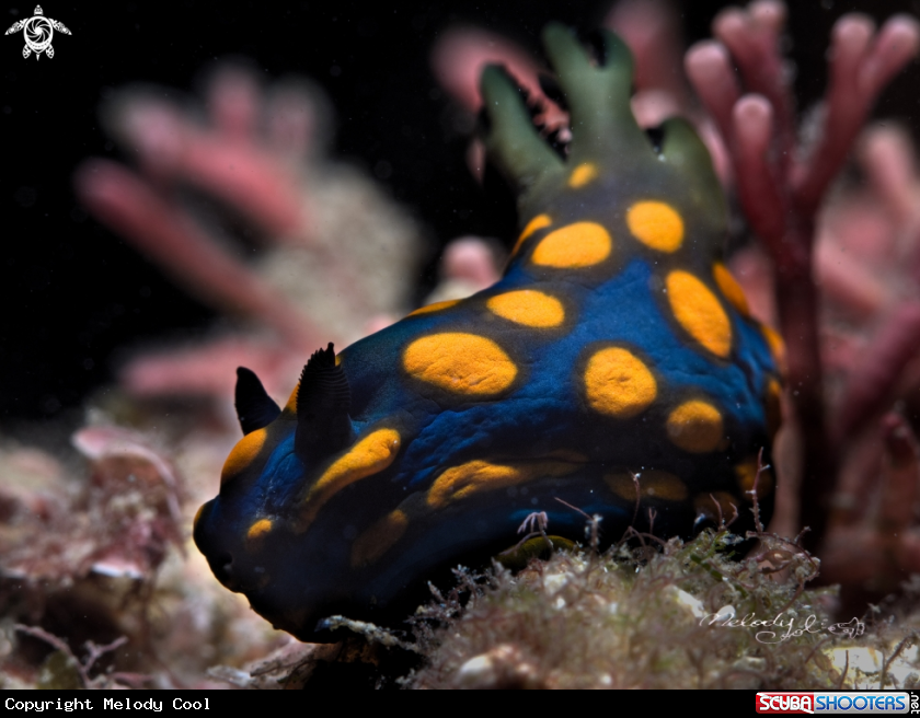 A Nudibranch