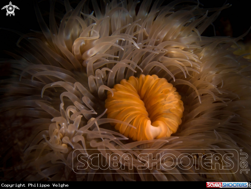 A underwater creature