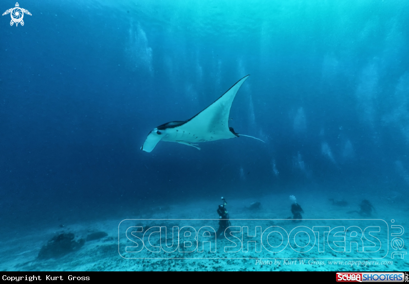A Manta Ray