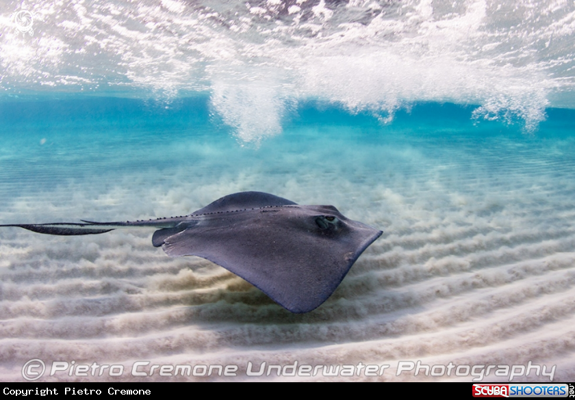 A Southern Stingray