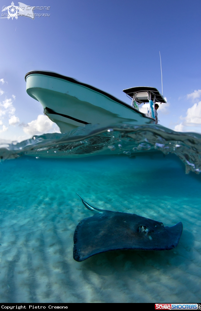 A Southern Stingray