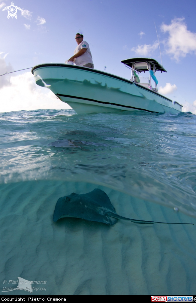 A Southern Stingray