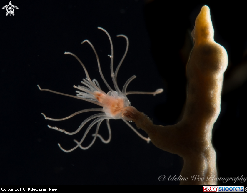 A Gorgonian Hydroid
