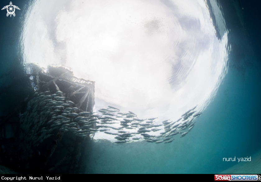 A Schooling jacks under a jetty