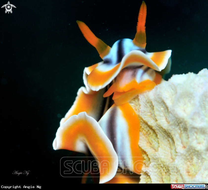 A Nudi