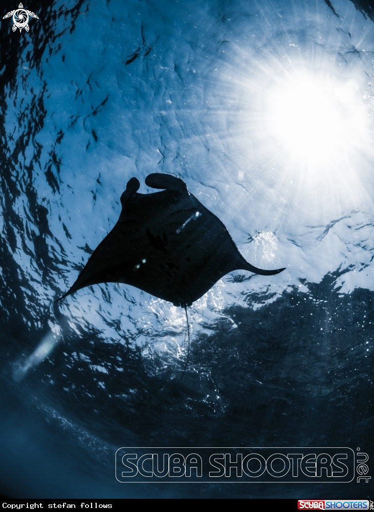 A Manta Ray