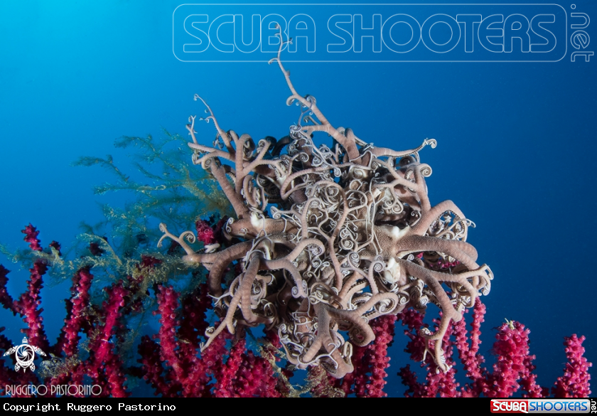 A Basket star