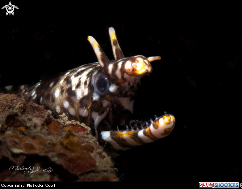 A Dragon eel 