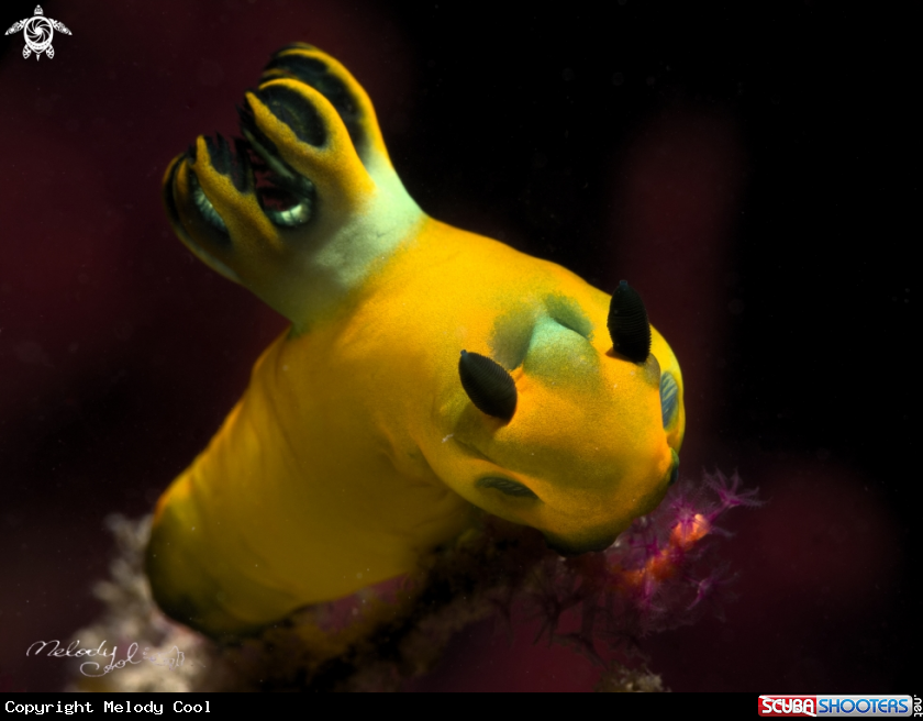 A Nudibranch