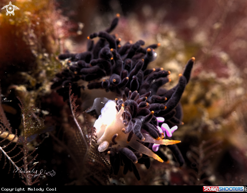 A Nudibranch