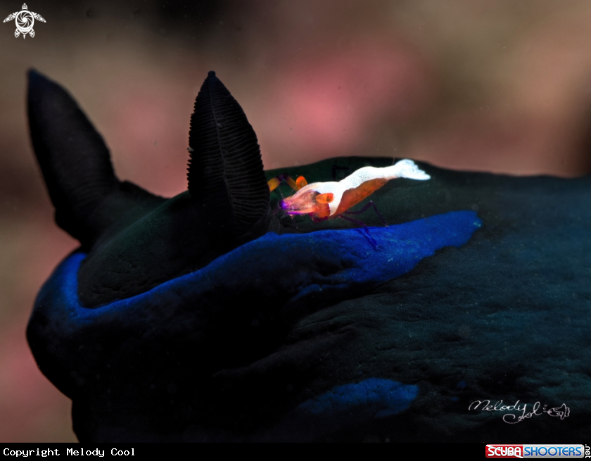 A Nudibranch & Empire Shrimp 