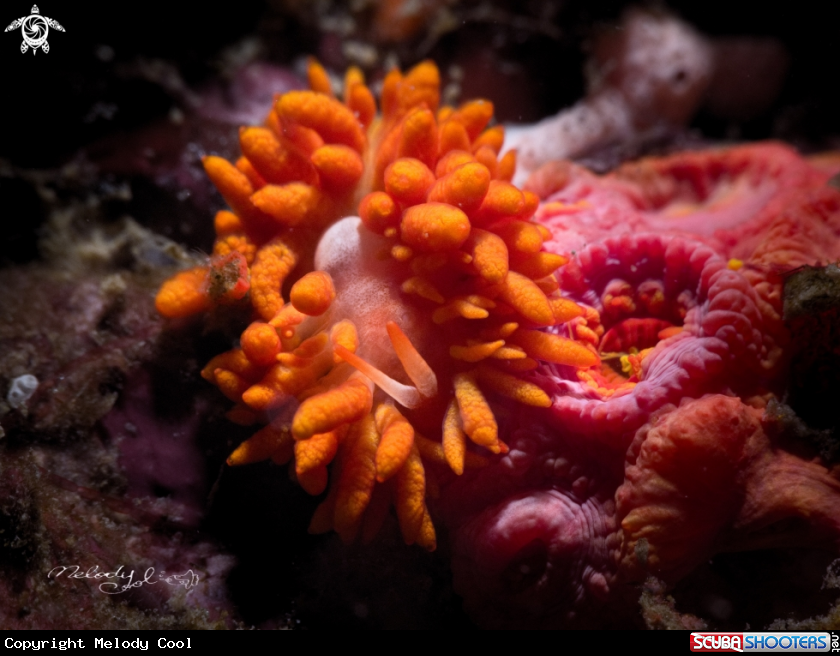 A Nudibranch