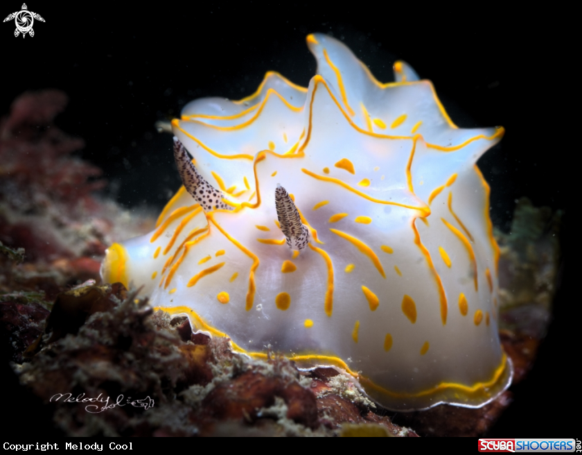 A Nudibranch