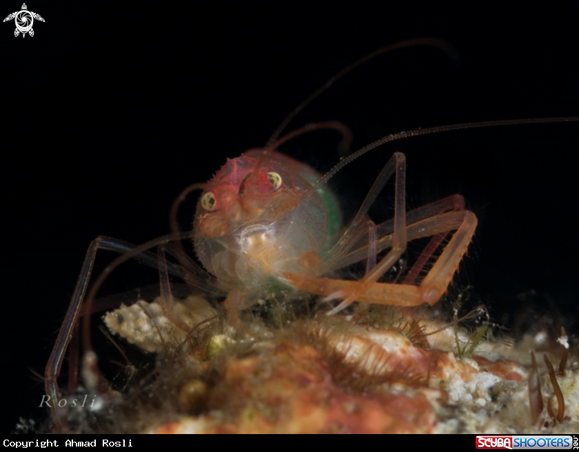 A Shrimp